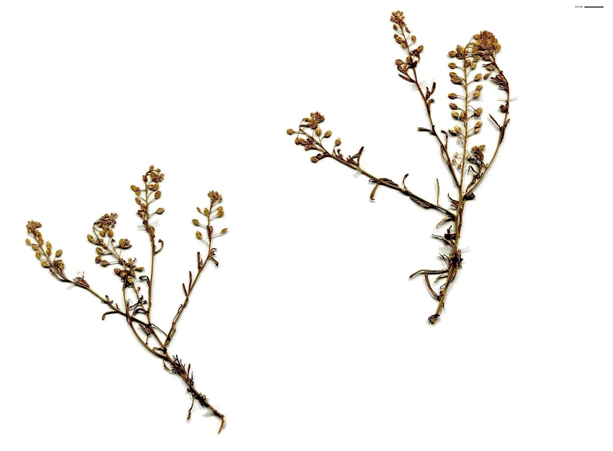 Lepidium ruderale (Brassicaceae)